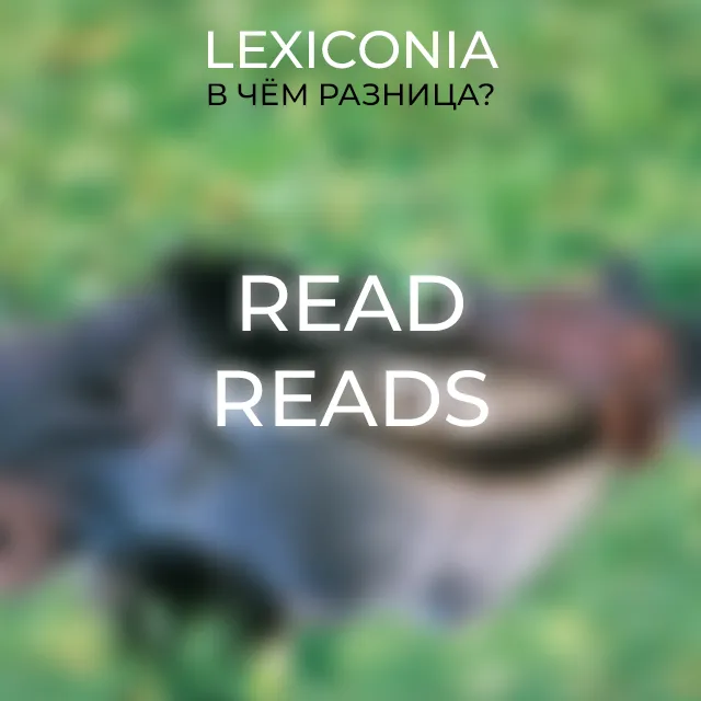 Read и Reads: отличия в использовании глаголов